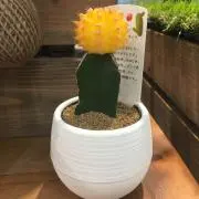 ケイの画像
