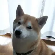 たぬきねこ