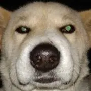 HIDEの画像