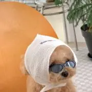 pyonの画像