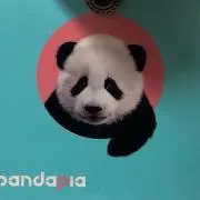 キャンパンダ