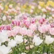 夕 陽︎︎ ❁ 値下げ不可の画像