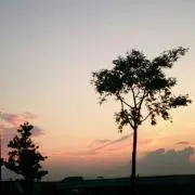 くぅの画像