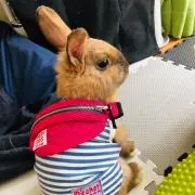 miii