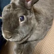 ぐりの画像