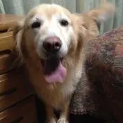 たこたまの画像