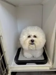 てしの画像