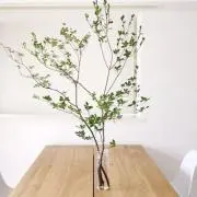 LUCASの画像