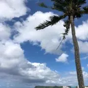 桃の画像