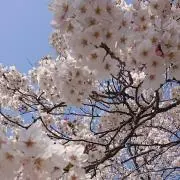 さくら