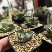 PMP03の画像