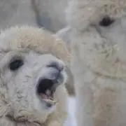 いっちん