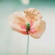 ひなまる
