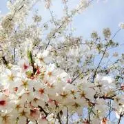 みかんの画像