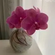 atの画像