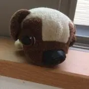 すーぴーの画像