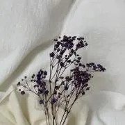 Rの画像