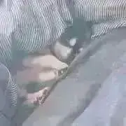 ましゅまろの画像