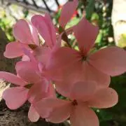若芽