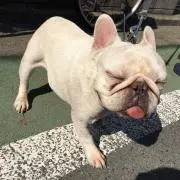 コグミの画像