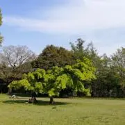 momoの画像