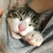 はは