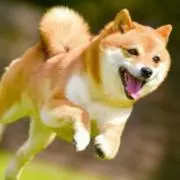 柴まる【プロフ必読】の画像