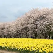 kuum00の画像