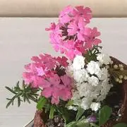 メルチャリの画像