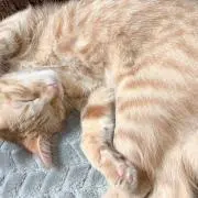 mama