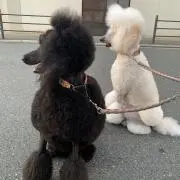 みぃー
