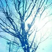 HARUの画像