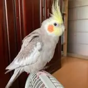 maiii11の画像