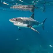 サメの画像