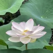 ことりの画像