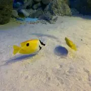 パン粉の画像