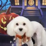 ぺこ