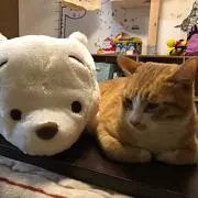 本搾り(´・ ・`)
