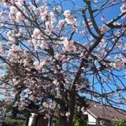 Ma yaの画像