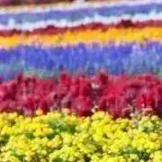 ろろの画像