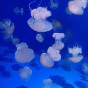 ぴの
