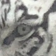 あっきゅんの画像