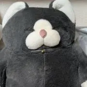 しまちゃんの画像