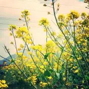 はせの画像