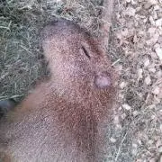 カピバラの画像