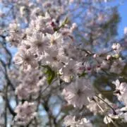 kyaの画像