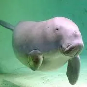 aiの画像