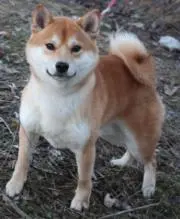 大豆きなこ
