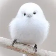 とりちゃんの画像