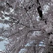 sakuraの画像